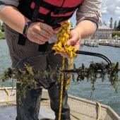 Rake tool used to collect watermilfoil.