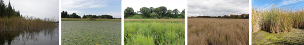 Five images of invasive species in wetlands.