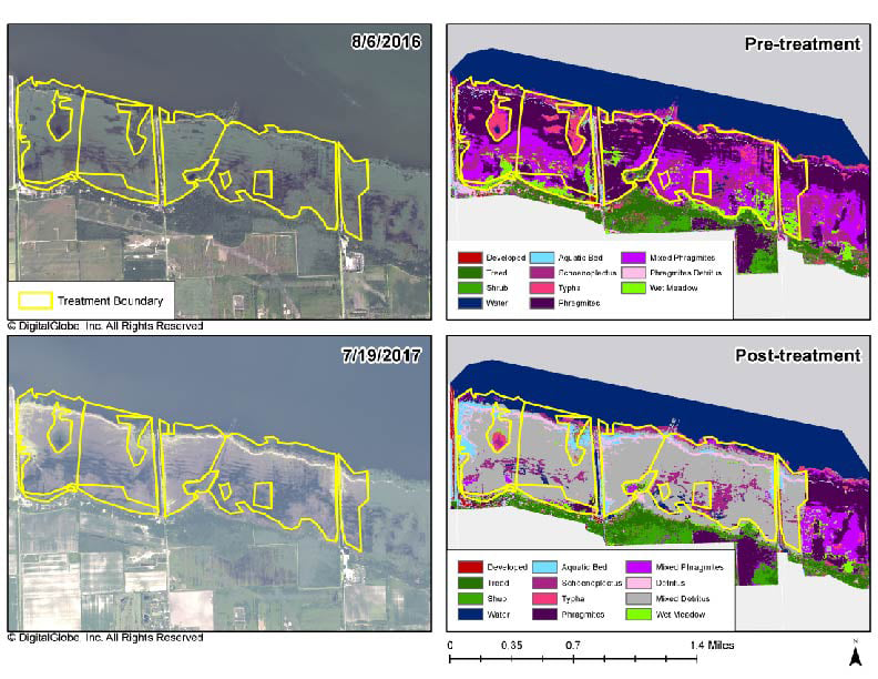 Pre- (Aug. 2016) and Post- (Jul. 2017) Removal Treatment of Phragmites, showing a reduction in Phragmites