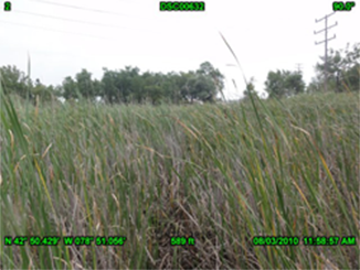 Field with trees in the background.