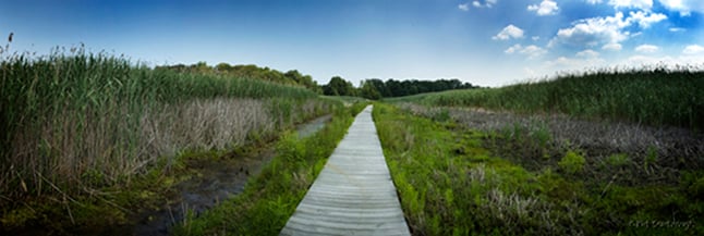 Boardwalk going through a field.