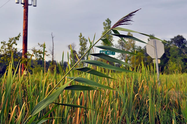 Phragmites in a field.