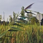 Phragmites in a field.