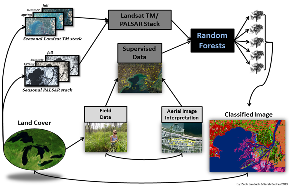 This workflow shows imagery, land cover, field data and supervised data flow into random forests to create a classified image