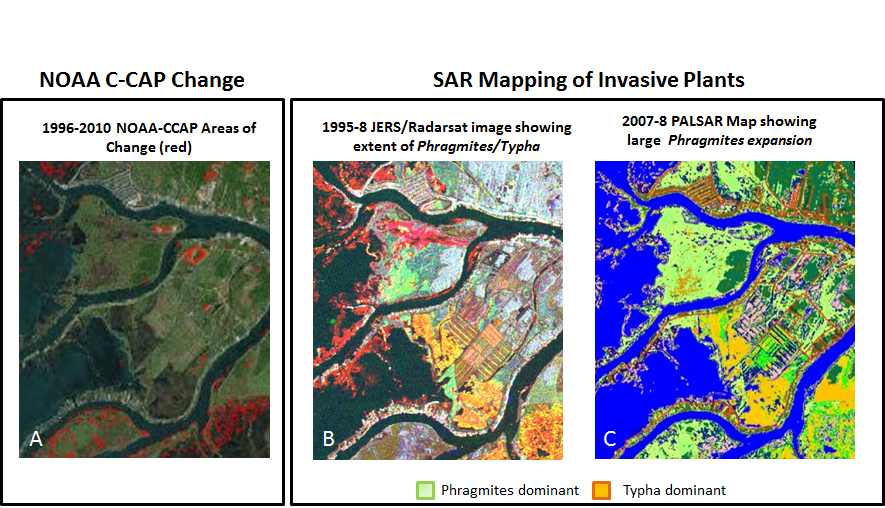 Showing change of CCap and SAR Mapping of invasive plants. The comparison shows that MTRI's method is detailed by wetland species.