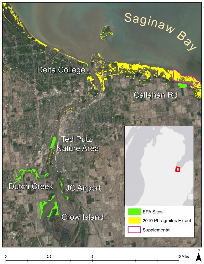 EPA GLRI Study Area Sites in Saginaw Bay, MI; highlighting the sites near Dutch Creek, Crow Island, JC Airport, Ted Putz Nature Area, Delta College, and Callahan Rd. The map also shows the 2010 Phragmites extent along Lake Huron. 