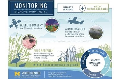 Monitoring Invasive Phragmites:  Using Remote Sensing and Field Methodologies such as: Satellite and Aerial Imagery and Field Research