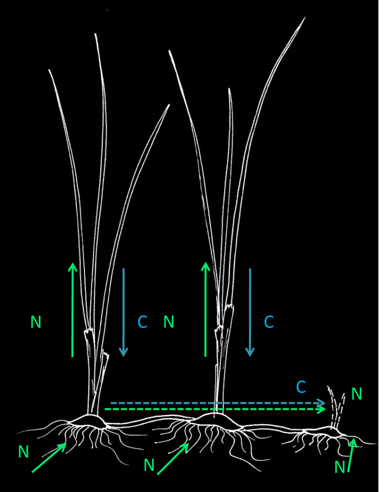 Map of carbon and nitrogen cycle in plants.