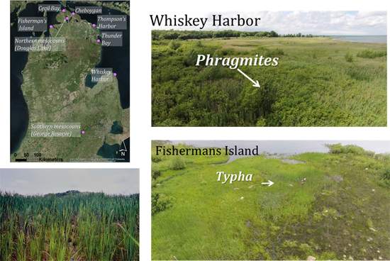 Collage of a lower Michigan satellite image and three photos of phragmites and typha.