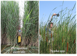 A person standing in phragmites and another in typha.
