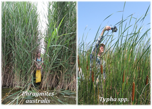 A person standing in phragmites and another in typha.