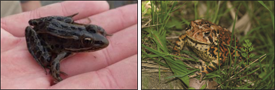 Two photos of frogs.