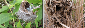 Two photos of birds in nests.