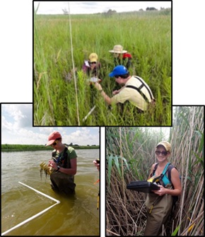 Collage of three photos of people working in the field.