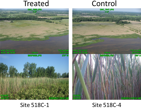 Four images comparing treated areas with a control.