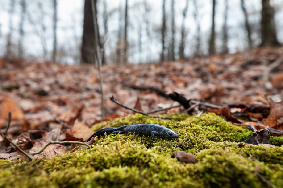 Blue spotted salamander captured during field work - photo courtesy of Michigan Nature Association blue spotted salamander captured during field work