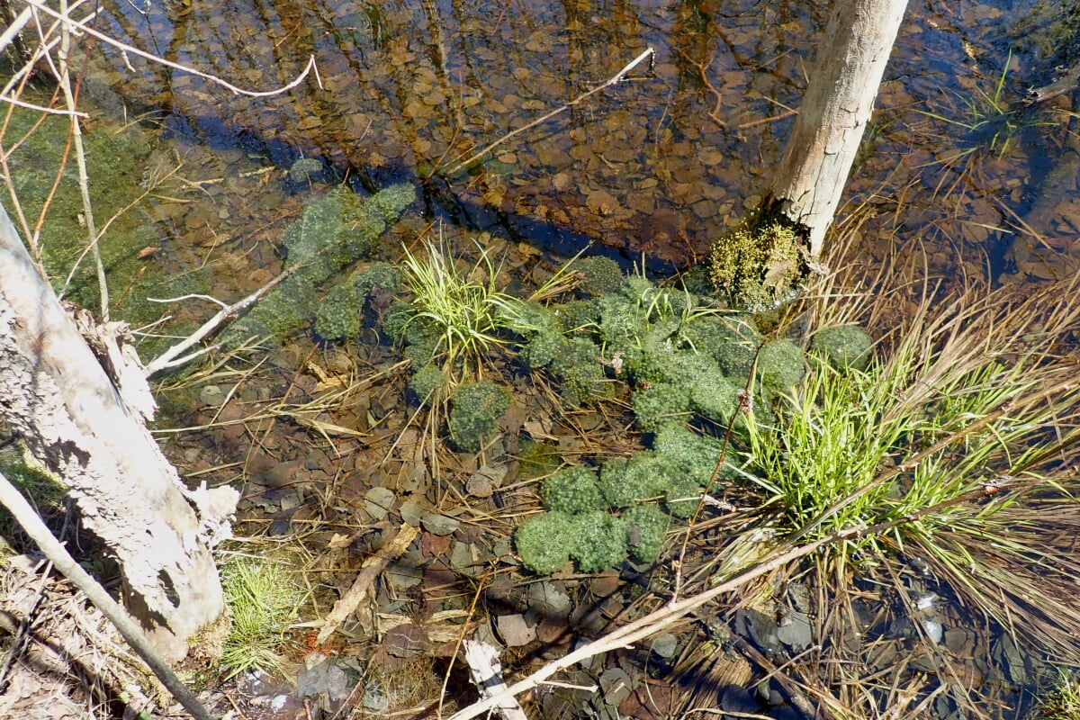 Frog egg masses in a vernal pool
frog egg masses in a vernal pool