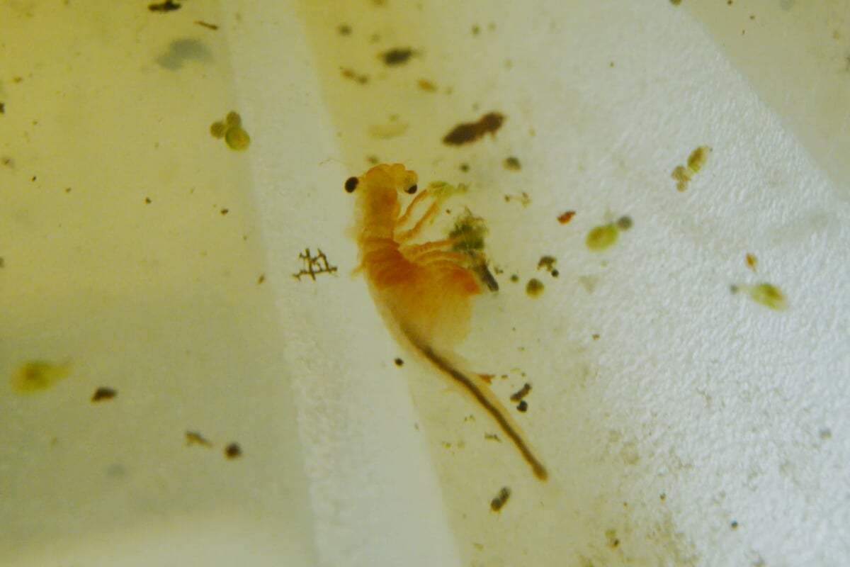 Fairy shrimp captured during field work - photo courtesy of Michigan Nature Association fairy shrimp captured during field work