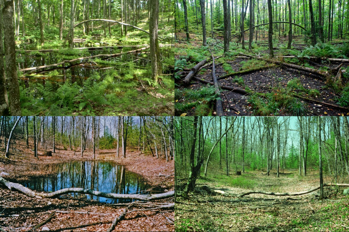 two vernal pools captured both during dry and wet periods