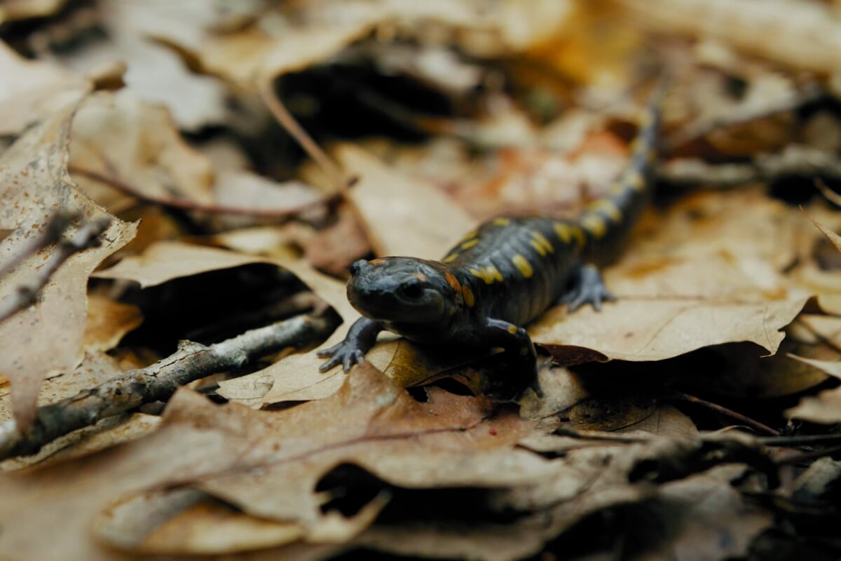 Spotted salamander captured during field work - photo courtesy of Michigan Nature Association spotted salamander captured during field work