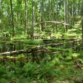 Vernal Pool A vernal pool in Michigan