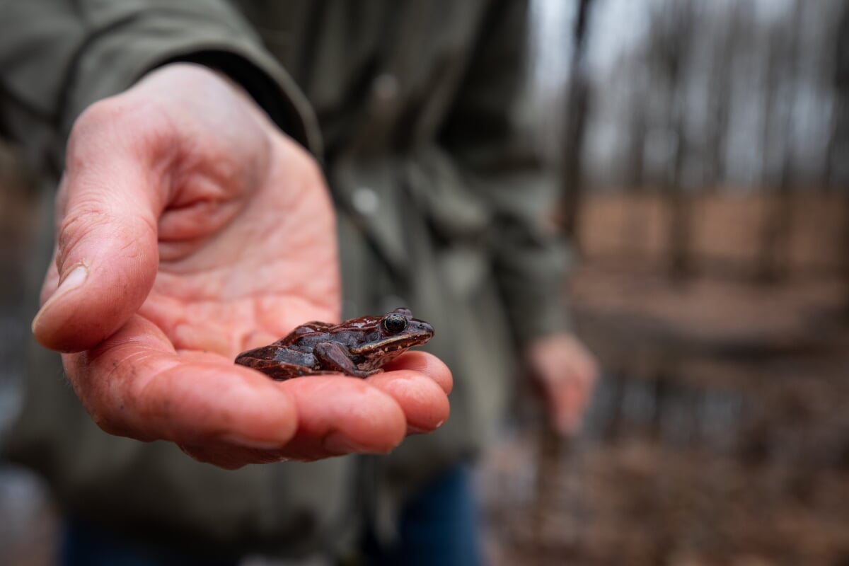 Wood frog captured during field work - photo courtesy of Michigan Nature Association
wood frog captured duruing field work