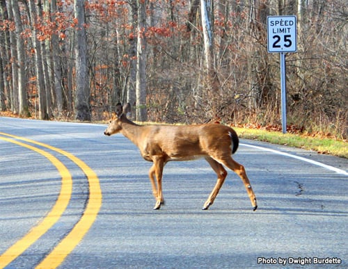 Deer in road, photo by Dwight Burdette.