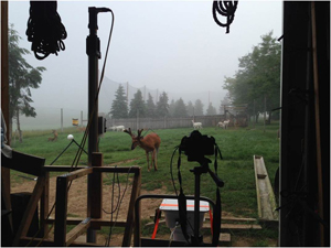 Deer in field in front of equipment.