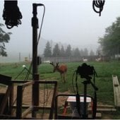 Deer in a field in front of equipment.