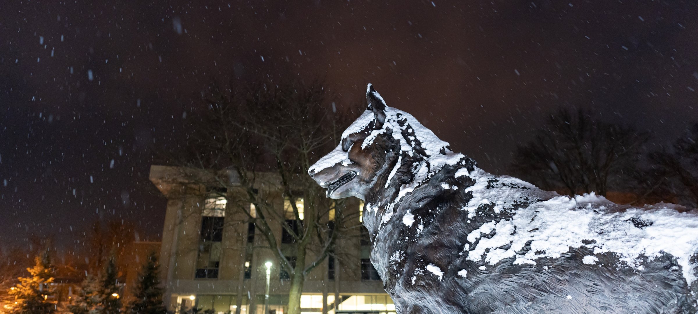 Husky Statue at night in winter.