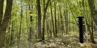 A Lindgren trap in a forest catches the sap beetles that cause oak wilt as researchers work to understand and prevent its spread.