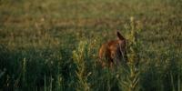 A wild canid displaying red wolf characteristics crouches in a field, peeking out from behind a tall patch of weeds.