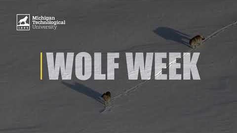 Preview image for Alliances and Abundance on Isle Royale video