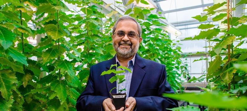 Chair Chandrashekhar Joshi holding a plant in a greenhouse.