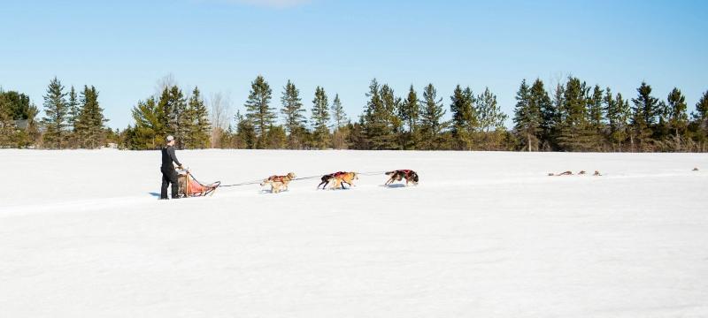 Sled dog team pulling a sled and person through a snow covered field.