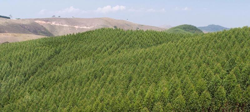 An Argentinian eucalyptus farm