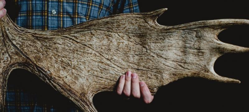 Person holding a moose antler.