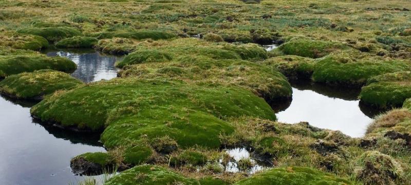 Peatlands and water.