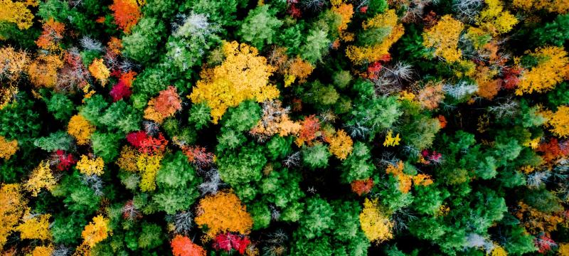 Aerial view of forest with fall colors.