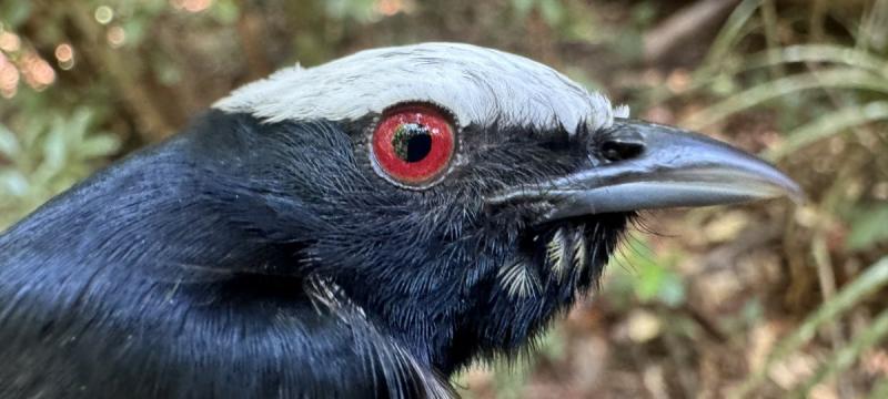 A white-crowned manakinâ€”black bird with large red eye and white crest on its head.