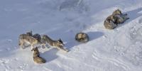 Seven wolves stretch, lay, and consort on the Isle Royale snow in winter.