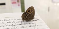 An African butterfly, Bicyclus anynana, perches on researcher Thomas Wernerâ€™s notebook in the lab. He has always wanted to study butterflies. A sabbatical in Singapore provided the opportunity. (Image credit: Thomas Werner)