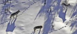 Three wolves stand in a snowy circle of footprints as views aerially on Isle Royale National Park in the winter of 2022-23. 