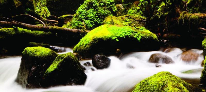 Mossy rocks in a stream
