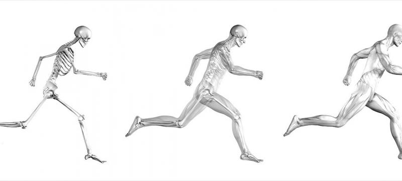 A skeleton, a skeleton with some muscles, and a person running.