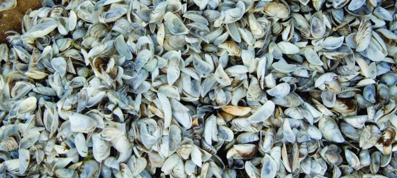 A pile of zebra mussels.