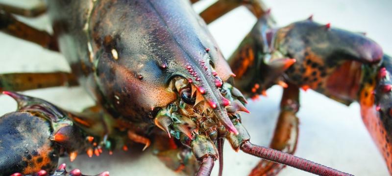 A closeup of a lobster.