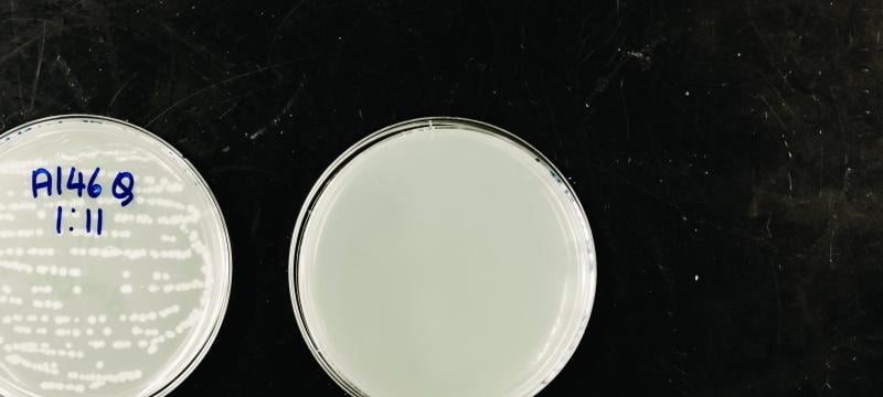 An empty petri dish next to one with growing colonies.