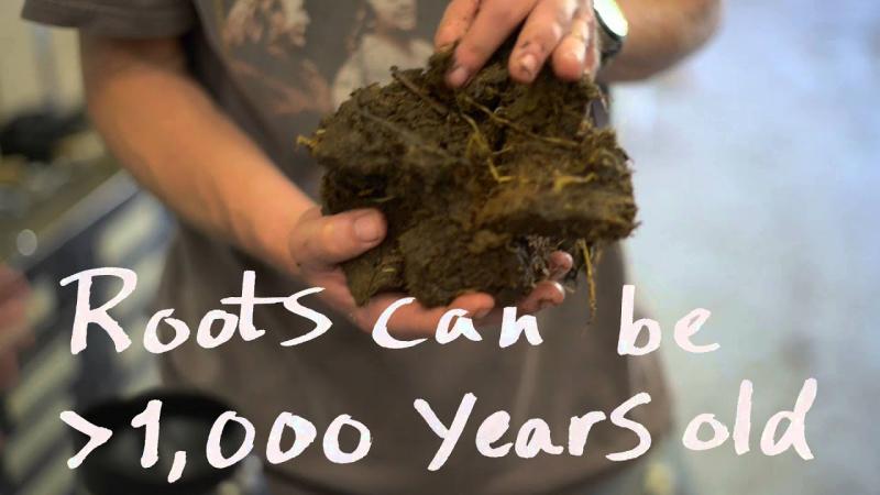 Preview image for Peat Harvest video