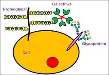 Gal3 Main Scheme Galectin-3, a well-known lectin protein that binds with sugars, could have a number of interactions with other sugar-seeking proteins, which may complicate the biological processes that drive cancer growth, neural growth and white blood cell activities.